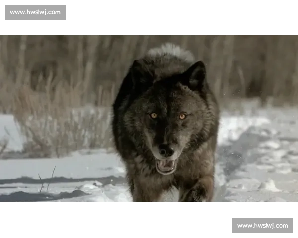 鏖战四节!华子率狼群逆转奏凯